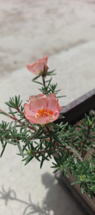 A close-up, vertical shot focuses on a pink flower with a yellow-orange center, its petals slightly ruffled. The flower is part of a succulent plant with dense, needle-like green leaves. Another out-of-focus pink flower is visible in the background. The plant is in a dark-colored planter, which is partially visible on the right side of the frame. The ground appears to be a textured, light-colored surface, possibly concrete or stone, with a soft shadow of the plant cast upon it. The scene is outdoors and appears to be in a city environment, specifically noted as Mehrabad, Uzbekistan. No people or animals are present in the image.