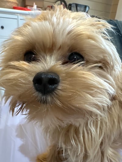 This is a close-up, head-on, vertical shot of a small, light-brown dog with shaggy fur. The dog's black nose is wet and shiny. Its dark eyes are looking directly at the camera. The background is blurred and appears to be indoors, possibly in a residential setting. There are no other subjects or specific objects clearly identifiable in the frame. The scene does not provide any information or context related to the city of Kutukovo, Russia.