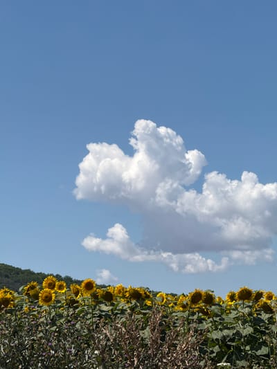 A wide shot captures a field of sunflowers under a vast blue sky with scattered white clouds. The sunflowers, mostly facing forward, are in full bloom with yellow petals and dark centers. The foreground is filled with dense green foliage and some dry, thorny plants with purple flowers. In the background, a lush green hillside covered with trees forms the horizon line. The scene is set in Dekov, Bulgaria. There are no people or animals visible in the image. The lighting suggests it is a bright, sunny day.