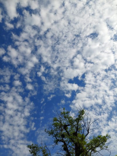 A low-angle shot captures a vast, vibrant blue sky filled with scattered, fluffy white cumulus clouds. In the lower right quadrant of the frame, the upper branches of a dark-barked tree with bright green leaves extend upwards, contrasting with the clear sky. The scene appears to be an outdoor environment.