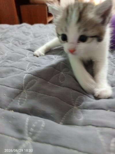 This media file captures a close-up, slightly blurred, medium shot of a young kitten on a gray, quilted surface, likely a bed or sofa. The kitten is white with subtle brown tabby markings on its head and back. Its eyes are dark and round, and its nose is a soft pink. The kitten appears to be walking or stepping forward, with its front paws extended. The background is out of focus, showing hints of wooden furniture. The overall impression is one of a domestic setting.

The image is dated "2026/06/29 18:20", suggesting it was taken in the late afternoon or early evening. The lighting appears to be indoor artificial light, given the time and indoor setting. The kitten's expression is neutral, typical of its age. The location context provided is Жанай, Kazakhstan.