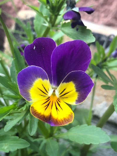 A close-up, eye-level shot captures a vibrant pansy flower in bloom, its petals a striking combination of deep purple and bright yellow with dark veins radiating from the center. The flower is the clear subject, positioned centrally in the frame and in sharp focus. Surrounding the pansy are lush green leaves and stems, some of which are also in focus, while others blur into the background. The background consists of a textured, reddish-brown surface that appears to be a brick wall, slightly out of focus, with hints of soft, diffused light. The overall impression is one of nature's beauty, captured in a garden or outdoor setting. There is no indication of any urban environment or specific location within the city of Krasny, Russia.