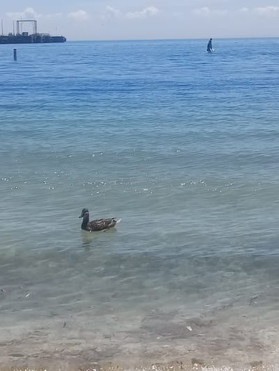 This image depicts a wide shot of a body of water, likely Lake Ontario, given the context of Oakville, Canada. In the foreground, the clear, shallow water reveals the sandy bottom and some scattered debris. A single duck swims in the middle ground. Further in the distance, a dark structure, possibly a pier or a barge, is visible on the left side of the frame. On the right side, a lone individual on a small watercraft, perhaps a paddleboard or kayak, is present. The sky is partly cloudy. The scene is tranquil and captures a typical waterfront view.