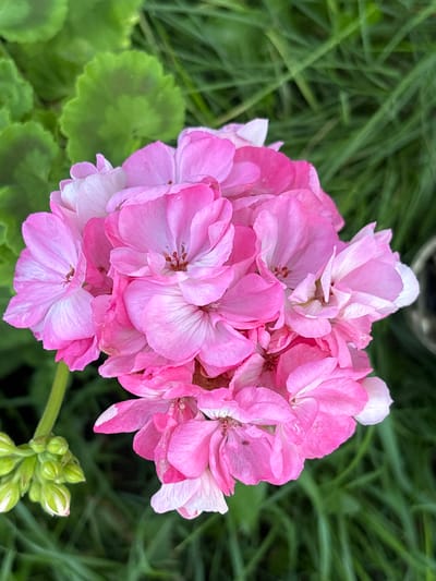 A close-up, overhead shot captures a cluster of vibrant pink geranium flowers with white-tipped petals. The flowers are in full bloom, with several layers of delicate petals forming a rounded shape. The stamens are visible in the center of some of the flowers, appearing as small, reddish-brown structures. To the left of the main flower cluster, a stem with several green buds is visible, some showing hints of white. The background is a blur of lush green grass, indicating an outdoor setting. The image is likely taken in a garden or park within the city of Ворошиловка, Kazakhstan.