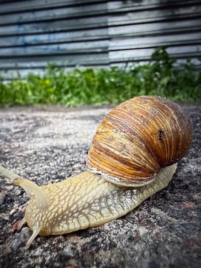 A close-up, high-angle shot captures a large garden snail traversing a rough, dark, textured surface, possibly a wall or tree bark. The snail's body is a pale, slightly translucent yellow-beige, with intricate, textured patterns and two prominent eye stalks extended forward. Its shell is a spiral of warm browns and tans, marked with distinct growth lines and dirt or debris, and a small black ant is visible on its upper surface.
The background is softly blurred. To the left, there is a section of what appears to be a corrugated metal fence or wall with faint vertical lines and reflections. To the right and further into the background, lush green foliage is visible, out of focus. The lighting is diffuse and even, suggesting either an overcast day or indirect light. The snail's presence and the slightly glistening texture of its body imply damp conditions. The scene depicts a quiet moment in an outdoor environment. No visible text is present. The location context is Pechenihy, Ukraine.