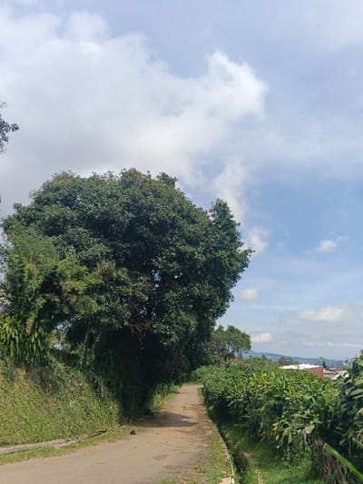 The image displays an outdoor scene along a narrow pathway in ឃុំ ផាត់សណ្ដាយ, Cambodia. The upper half of the frame is dominated by a partly cloudy sky, exhibiting patches of clear blue interspersed with scattered white cumulus clouds. A large, verdant tree with dense, dark green foliage occupies the left side, extending from the middle of the frame upwards. Below this tree, an embankment covered in light green grass and ferns slopes down to meet the pathway. A light-colored, unpaved or lightly graveled pathway runs through the lower central portion of the image, receding into the distance. A small, dark, indistinct object rests on the pathway near the base of the large tree. To the right of the pathway, a dense line of green bushes and small trees forms a natural barrier, with a narrow water channel or ditch visible between the pathway and the vegetation. In the far background, on the right side, several structures with light-colored walls and reddish-brown roofs are discernible against a backdrop of distant hills or mountains. No individuals are present, and no specific actions or interactions are depicted. The scene is brightly illuminated by natural sunlight, consistent with daytime conditions.