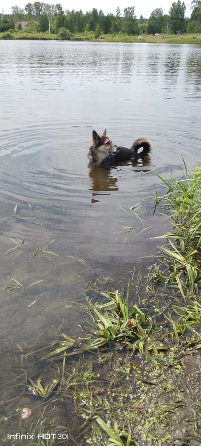 A medium-sized dog with brown and black fur stands in shallow water, its body partially submerged. The dog is looking to its right. The water is clear enough to see the muddy bottom and some aquatic plants. The foreground is dominated by green grass and reeds growing along the edge of the water. In the background, across the lake, is a dense line of trees. The sky is overcast. The image appears to have been taken from a low angle, close to the water's surface. The location is identified as Kedrovy, Russia, based on the watermark in the lower-left corner.