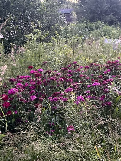 A low-angle, full shot captures a dense, overgrown garden or meadow with a variety of plants, predominantly featuring a large cluster of vibrant fuchsia and magenta flowers in the foreground and midground. These flowers, likely Dianthus barbatus, are densely packed and have a ruffled, carnation-like appearance. Surrounding these prominent blooms is a mix of tall, thin green grasses and other green foliage, some with lighter green stalks and leaves. In the upper left background, darker green trees form a dense backdrop. A small, rustic wooden structure with a dark roof is visible through the trees in the far upper background, suggesting a rural or semi-rural setting within the city of Klobushnevo, Russia. The lighting suggests it is late afternoon or early evening, with soft light illuminating the flowers. No people or animals are visible in the scene. The overall impression is one of a natural, untamed garden in its peak bloom.