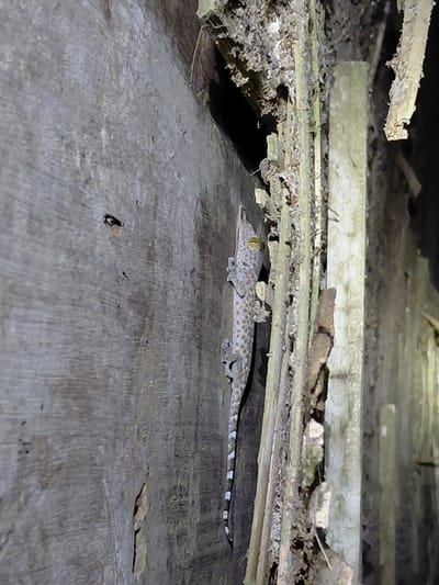 In Keude Cunda, Indonesia, a Tokay gecko (Gekko gecko) is observed clinging vertically to a weathered wooden surface. The gecko's body is light grey with distinct orange-brown spots, and its tail displays alternating light and dark bands. Its eyes are yellow with vertical pupils. To the left of the gecko is a smooth, greyish-brown wooden plank. To its right, a series of vertical, narrower wooden battens show signs of age and possibly decay, with organic detritus adhered. A dark void is visible behind these battens. The scene is under direct, localized artificial illumination.