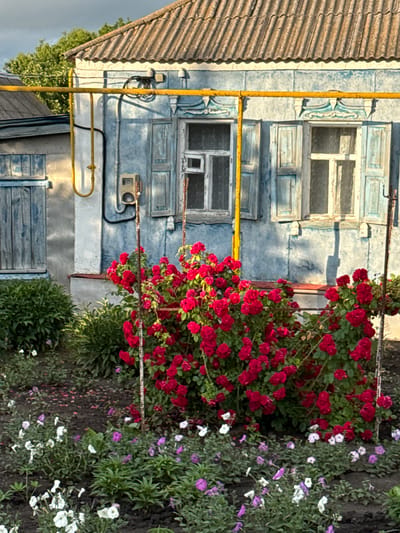The image depicts a weathered, light blue wooden house with a corrugated metal roof, set against a background of greenery and a cloudy sky. A bright yellow gas pipe runs horizontally across the facade of the house, supported by vertical pipes. Two windows with rustic wooden shutters are visible, one slightly ajar. In front of the house, a vibrant bush of red roses is in full bloom, with smaller purple and white flowers scattered in the foreground. The scene appears to be a residential area in Rossosh, Russia, characterized by the traditional architecture and the presence of outdoor vegetation. There are no people or animals visible in the image. The overall impression is one of a quiet, rural setting during daytime.