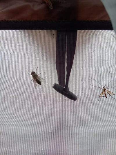 The image shows two insects on a screen. On the left, a fly is positioned with its wings slightly open. On the right, a crane fly with long legs and delicate wings is visible. The screen is wet with water droplets, suggesting it may be raining or has recently rained. In the background, dark fabric and a zipper are visible, possibly indicating a tent or a window covering. There are no people or any signs of human activity in the immediate vicinity of the insects. The overall environment appears to be outdoors, with the presence of insects and water droplets indicating a natural setting. The image does not provide any specific clues about its location in the city of Vasil'evka, Russia.