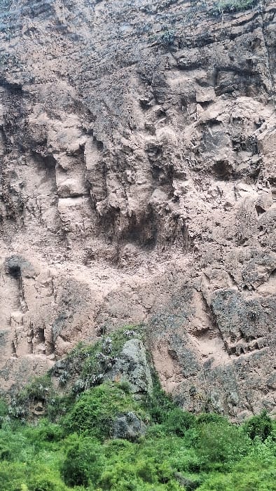The image presents a vertical view of a rugged, stratified mountain face located on Tunupa mountain, overlooking the city of Ollantaytambo, Peru. The rock face is predominantly light brown and gray, heavily fractured with numerous fissures, ledges, and darker mineral staining. In the upper-middle section, a prominent anthropomorphic carving, identified as the "Face of Viracocha" or "Tunupa," is clearly visible, depicting a detailed profile with defined eyes, nose, and mouth, oriented horizontally. To its left and slightly lower, additional less distinct carved or naturally eroded formations are present. Further left and higher, another cruder face-like formation appears to look right. Sparse patches of light green, succulent-like vegetation cling to various crevices and ledges across the rock face, particularly in the lower and mid-sections. The base of the mountain is obscured by a dense, vibrant green canopy of trees and shrubs, indicating lush vegetation at the lower elevation. No individuals, animals, or man-made objects are present in the scene. The lighting is diffuse, highlighting the rock's textured surface.