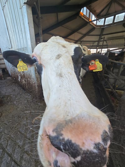 The image shows a close-up of a cow's head in what appears to be a barn or stable. The cow has black and white markings and is wearing ear tags. One ear tag is yellow with black text that reads "DE 14 065 76 038". There is also an orange tag attached to the other ear. The cow's face is wet, and there is mud on its snout and around its eyes. In the background, there are metal structures, corrugated walls, and a muddy floor. The lighting suggests it may be an overcast day or the interior of a dimly lit building. There are no people visible in the image. The context of Kitzscher, Germany, is not visually represented in the image itself but is provided as external information.