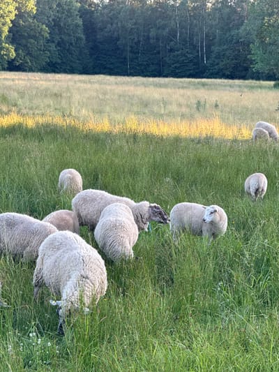 This media file depicts a flock of sheep grazing in a grassy field. The sheep are light-colored with fluffy wool, and several are facing away from the camera, showing their backsides. One sheep in the foreground is turned to the side, with its head down as if eating. Another sheep further back is looking towards the viewer. The setting appears to be a rural area, with a line of trees visible on the left side of the frame, suggesting a wooded edge to the field. The lighting indicates it may be late afternoon or early evening, with warm sunlight casting a golden glow on parts of the field. The grass is tall and green, interspersed with some dry, yellowed patches and small white wildflowers. The overall scene conveys a sense of peaceful rural life. There is no visible text in the media file.