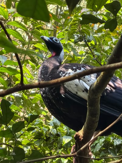 A bird with black and white speckled feathers is perched on a tree branch, surrounded by lush green foliage. The bird's head is angled downwards, with its beak slightly open. Its eye is a striking blue, and a bright red patch is visible on its throat. The bird's body is predominantly black, with distinct white markings on its wings, appearing as if it has white stripes or patches. The background consists of a dense canopy of leaves, with sunlight filtering through, creating a dappled effect. The branches of the tree are thick and textured, adding to the natural setting. The image appears to be taken from below, looking up at the bird. The time of day is likely daytime, given the bright sunlight. The location context of Foz do Iguaçu, Brazil, suggests a tropical or subtropical environment, consistent with the dense vegetation and the presence of exotic birdlife. No people or text are visible in the image.