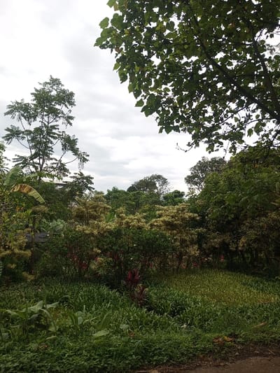 The image depicts an outdoor natural scene in Hasanparthy mandal, India, under an overcast sky. The foreground features a narrow strip of dark ground, possibly dirt or a path edge, bordered by a dense proliferation of varied green groundcover plants and taller green vegetation, including visible banana leaves on the left. The midground is dominated by a thick cluster of shrubs and small trees, exhibiting a mix of dark green, lighter green, and yellowish-green foliage, with some plants displaying prominent reddish-purple leaves. The background consists of a denser canopy of trees, with several tall, slender trees extending upwards towards the sky on the left and a dense expanse of dark green tree crowns filling the upper right. No individuals, animals, or man-made structures are discernible within the frame.