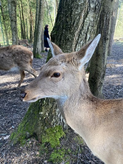 A rotated, landscape-oriented medium close-up shot features a deer in a wooded outdoor environment. The deer's head and neck are prominent on the right side of the frame, with its eye looking directly towards the camera, conveying a curious expression. Its fur is light brown, with distinct darker shading around the neck and the back of its perked ears, which have lighter fur on the inside.

Behind the primary deer, a large, fallen tree trunk with textured bark extends horizontally across the mid-ground. Another deer is partially visible in the bottom-left background, showing its hindquarters and lower body. Further in the distant background, a human figure, dressed in dark clothing, is seen standing or walking amongst numerous vertical tree trunks, indicating a forest or wooded area.

The ground is covered with dirt, scattered leaves, and patches of vibrant green moss, particularly around the tree trunks. The bright, natural lighting suggests it is daytime, possibly sunny or partly cloudy, casting subtle shadows. No text is visible in the image. The scene depicts a wildlife encounter in what appears to be a forest or nature park, consistent with the location context of Nadezhda, Russia.