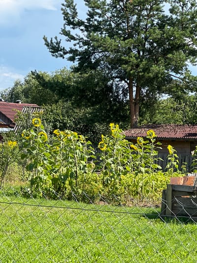 In Spas-Nereditsy, Russia, a sunlit outdoor scene depicts a garden area with a foreground of green grass and a chain-link fence. Behind the fence, a row of tall sunflowers with yellow petals and green leaves stands prominently. In the mid-ground, a rustic wooden structure with a corrugated metal roof is visible, along with more greenery and the roof of a building. The background is dominated by a large pine tree with dark green needles, set against a bright blue sky with scattered clouds. The overall impression is one of a rural or semi-rural setting on a clear day.