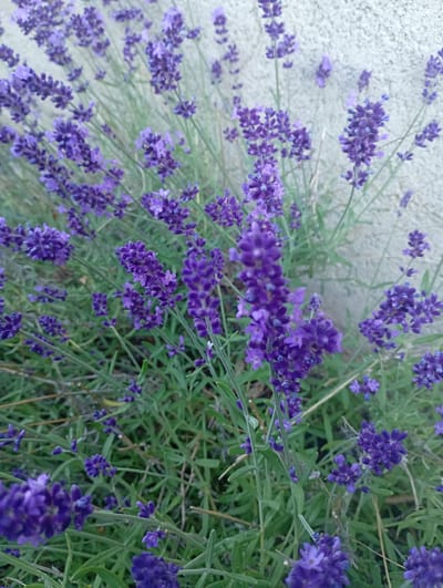 A close-up shot showcases a dense cluster of vibrant purple lavender flowers, with their characteristic spiky blooms and slender green stems. The flowers are in full bloom, with many individual florets visible on each spike. The background is a textured, light-colored wall, possibly made of concrete or stucco. The overall impression is one of natural beauty and a tranquil, outdoor setting. The lighting suggests it could be daytime, with soft, natural light illuminating the scene. There is no visible text in the image. The context provided places the scene in Michałowice, Poland.