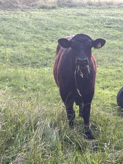A black cow with a brown coat is standing in a grassy field, eating grass. The cow is facing the camera and has a yellow ear tag. The field is green and has tall grass. The background is blurred, suggesting a shallow depth of field. There is a hint of another cow on the right side of the frame. The scene appears to be outdoors in a rural setting. There is no indication of this location being in Wiera, Germany.
