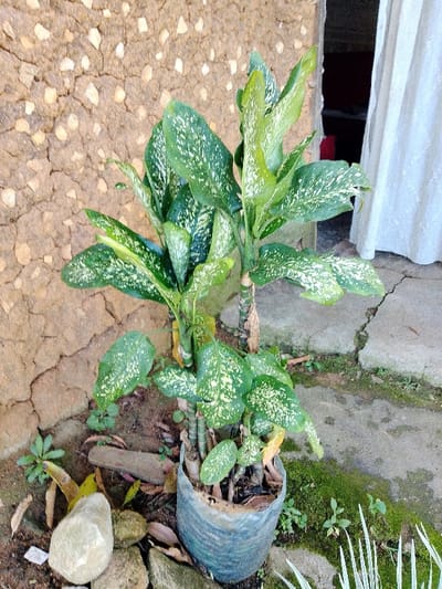 A potted Dieffenbachia plant stands near a textured wall, possibly stucco, with a mix of small and large leaves displaying mottled green and white patterns. The plant's container is a dark, rough material. Rocks are scattered around the base, and some small green plants grow nearby. The setting appears to be outdoors, near a building or entrance, with a partial view of a white curtain or fabric. Moss and other vegetation are visible on the ground around the plant.