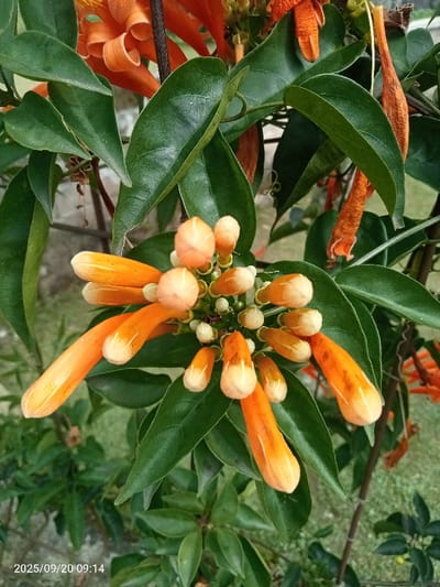 The image depicts a close-up of a flowering plant in an outdoor setting within Emthanjeni Local Municipality, South Africa. No individuals are present. The central focus is a cluster of multiple orange trumpet-shaped flowers and buds, with buds displaying lighter, creamy tips. These are interspersed among numerous dark green, ovate leaves. Several shriveled, dried orange flowers are also visible on the plant. The background is blurred, showing additional green foliage and indistinct lighter structures. The scene is illuminated by natural, bright daylight. A timestamp of 2025/09/20 09:14 is digitally overlaid on the original image.