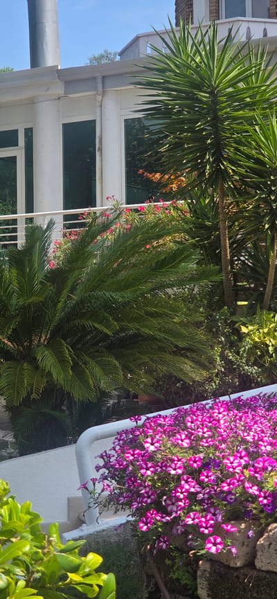 The image captures a bright, sunlit exterior scene, likely a residential or commercial building with a garden area. The architecture is modern, featuring white walls, large windows, and a white railing. Lush greenery is abundant, with several palm-like plants, including a cycad in the foreground and taller yucca plants behind it. A vibrant display of purple and white petunias cascades over a stone wall, adding a splash of color. Pink flowers are also visible amongst the foliage on a balcony or terrace. The sky is a clear blue. The location is identified as Lignano Sabbiadoro / Lignan, Italy. There are no people visible in the frame.