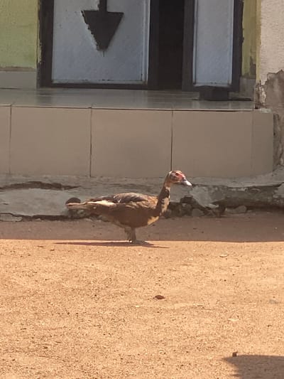 A brown duck with red markings on its face stands in a dusty, outdoor area in front of a building in Daniel, Nigeria. The duck is facing right, with its head turned slightly upwards. The building behind the duck has a tiled lower section and a painted upper section with what appears to be a dark-framed window. The ground is covered in reddish-brown dirt and small stones. The lighting suggests it is daytime.