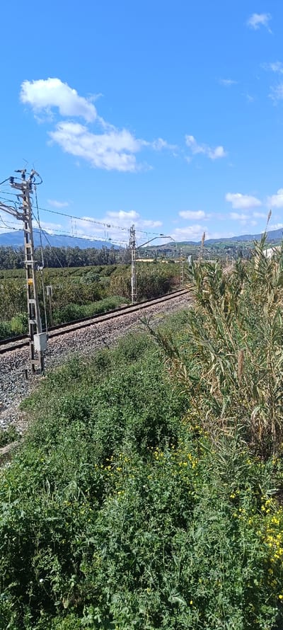 The image displays a sunlit, semi-rural scene in Pizarra, Spain, featuring a railway line. The foreground is dominated by dense green vegetation, including various bushes with small yellow flowers and tall, dried reeds, particularly on the right. A single railway track, comprising two steel rails, wooden sleepers, and gravel ballast, curves from the mid-left towards the center-right of the frame. Adjacent to the tracks on the left, a tall, grey concrete utility pole, marked with yellow numerical indicators, supports an intricate network of electrical insulators, cross-arms, and overhead lines, consistent with a railway catenary or signaling system. A second, similar utility pole is visible further along the track in the mid-ground. Beyond the railway, an expanse of cultivated land, likely orchards, stretches towards the base of a prominent, rugged mountain range in the background. A small cluster of buildings, indicative of a village or town, is discernible on a distant hillside to the right. The sky is clear blue with scattered white cumulus clouds, indicating bright daylight conditions. No human figures, animals, or active movements are present in the scene.