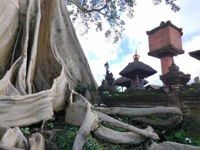 The image shows a large tree with prominent buttress roots alongside a section of brick and stone structures, likely part of a temple or cultural site. The structures feature traditional Balinese architectural elements, including tiered roofs and decorative details. The setting is in Tua, Indonesia. The sky is partly cloudy, suggesting an outdoor location. There is no people visible. The image captures the integration of natural elements, such as the tree, within the built environment of the cultural site.