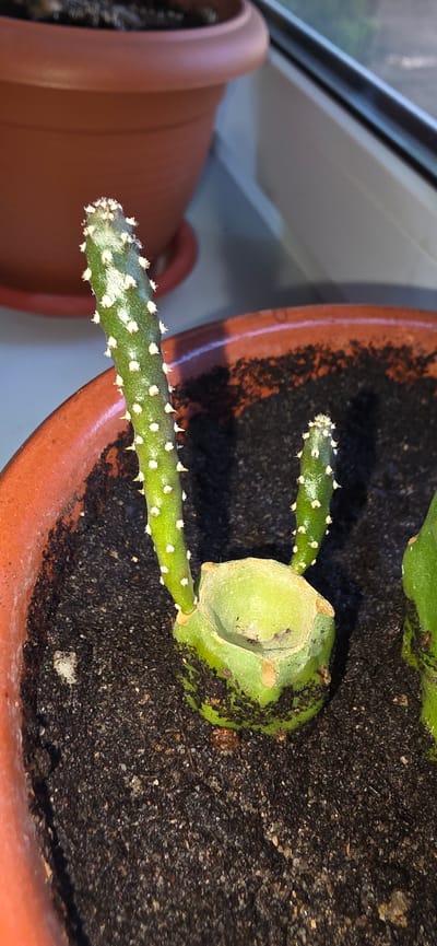 A small, green cactus cutting with white spines is planted in dark soil within a reddish-brown ceramic pot. The cutting has two upright segments, one taller than the other, emerging from a thicker, flattened base. The pot is situated on a windowsill, with a blurred background suggesting an outdoor environment and a larger, out-of-focus brown pot behind it. The lighting indicates it is daytime, likely with sunlight casting shadows. The scene is indoors in a residential setting. The city name "Электротехник Снт" and country "Russia" are provided as location context.