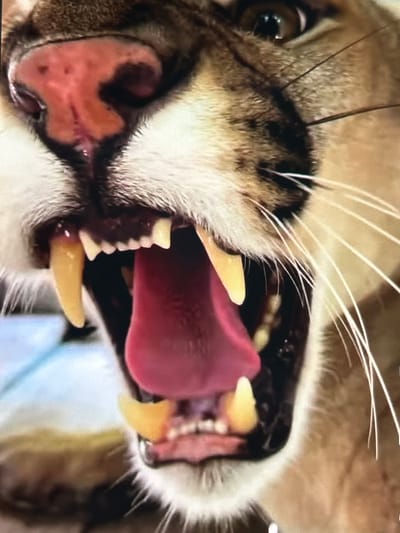 The media file is a close-up, horizontal shot of a cougar's face, with its mouth wide open, revealing its teeth and tongue. The cougar's fur is a mix of tan and black stripes. Its pink tongue is extended, and its sharp, yellowed teeth are clearly visible. The image focuses on the cougar's mouth, with its eye visible on the left side of the frame. The background is blurred, but appears to be a light-colored, possibly medical setting. There is no text visible in the image. The overall impression is one of a wild animal showing its fangs, possibly in a display of aggression or during a yawn or vocalization. No specific time of day, weather, or location cues other than the potential medical setting are discernible.