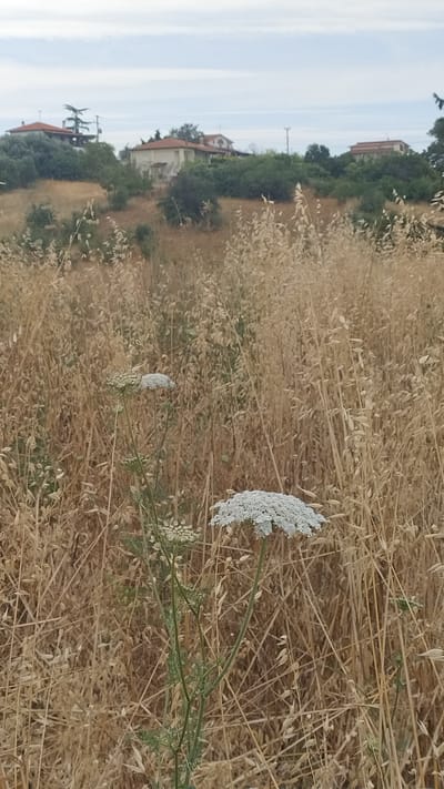 The image depicts a rural scene in Νέα Κερασιά, Greece, with a focus on a wildflower in the foreground. The wildflower, likely a Queen Anne's Lace, is white and has a distinctive umbel-shaped flower head. It stands tall amidst a field of dry, golden grass and other vegetation. In the background, several houses with terracotta roofs are visible, nestled among green trees and shrubs on a gentle slope. The sky is overcast with pale clouds. The overall impression is one of a serene, natural landscape punctuated by signs of human habitation.