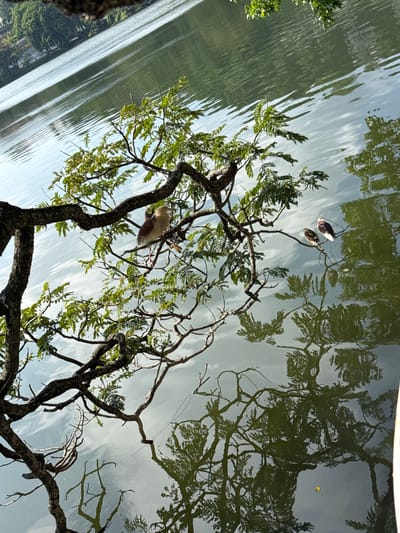 The image shows the reflection of trees and the sky on the surface of Kandy Lake in Kandy, Sri Lanka. There are also objects perched on the branches of the tree, possibly birds or nesting materials. The water surface is slightly rippled, distorting the reflections. A portion of the lakeshore is visible on the left.