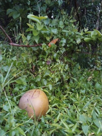 A lone, golden-brown coconut rests on a bed of lush, green foliage. The coconut is partially obscured by the surrounding vegetation, with only its upper portion visible. The leaves are damp, suggesting recent rainfall or dew. The scene is set in a natural environment with dense vegetation and a visible branch running horizontally across the upper part of the frame. The overall impression is one of a tropical, uncultivated setting. This specific image was captured in Pekanbaru, Indonesia.
