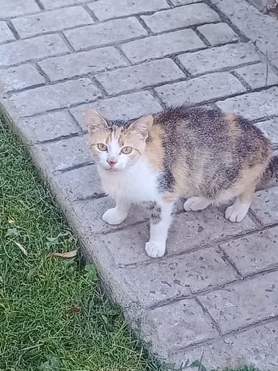 A calico cat stands on a gray brick pathway, with a patch of green grass to its left. The cat is facing the camera and has a white chest and paws, with patches of brown, black, and orange fur on its back and head. The cat's eyes are yellow. The brick pathway is made up of rectangular pavers. The grass is short and appears well-maintained. The scene is outdoors, and the lighting suggests it is daytime. The location is Nova Mohylnytsia, Ukraine.