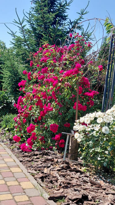 A bright, sunny day illuminates a garden scene featuring vibrant pink and white roses. A large bush of deep pink roses dominates the center of the frame, its branches laden with numerous blooms. To the right, a smaller bush of white roses is visible, creating a soft contrast. The garden bed is covered with a thick layer of dark brown mulch. A paved pathway, constructed from interlocking rectangular stones in shades of pink, yellow, and beige, runs along the left side of the image. In the background, tall green fir trees rise against a clear blue sky. A dark metal garden trellis is partially visible on the right side of the frame, intertwined with the rose bushes. The overall setting appears to be a well-maintained residential garden or public park area in Chervone, Ukraine.