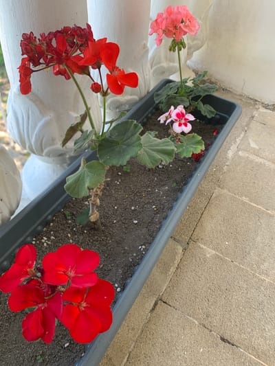 In the city of Mardakan, Azerbaijan, a long, gray planter box is positioned on a light-colored stone patio. The planter contains three geranium plants in varying stages of bloom. The plant closest to the viewer features a cluster of vibrant red flowers, some fully open and others still budding. Further into the planter, a second plant displays delicate pink and white flowers with red centers. A third plant, located in the background, shows a cluster of light pink flowers. The soil in the planter is dark and appears moist, with small pebbles scattered across its surface. The planter is situated next to a white, decorative column or pillar. The patio is made of rectangular stone pavers, some of which are cracked. The lighting suggests an outdoor setting, likely during the daytime, with shadows visible on the patio.