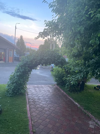 The image shows a narrow paved pathway bordered by grass and a brick building on the left. The pathway is wet, suggesting recent rain. A lush green vine arch spans across the pathway, creating a natural tunnel effect. Trees and foliage are abundant throughout the scene. The sky is visible in the upper left, displaying a blend of blue hues with hints of pink and orange, indicating either sunrise or sunset. A lamppost stands near the building. In the distance, a yellow and black object, possibly a small vehicle or piece of equipment, is parked on a grassy area. The overall atmosphere is serene and natural, with a hint of domesticity due to the building. The setting appears to be a rural or suburban area in Russia, specifically Савельево. The image is a still photograph, and no activities or events are explicitly depicted.