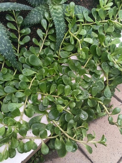 The image displays a close-up, overhead view of a plant arrangement in Munyati, Zimbabwe. The central focus is a dense cluster of a creeping succulent plant characterized by numerous small, obovate, dark green leaves, many of which bear distinct water droplets on their surfaces. Partially visible in the upper left and central-left areas are the thick, serrated, and spotted leaves of an Aloe species, emerging from dark brown soil. A white, straight-edged border, likely a planter's edge made of concrete or ceramic, runs along the left and lower left portions of the frame. To the right and bottom right, a textured light brownish-grey paved surface, consistent with concrete pavers, is visible. No people or animals are present.