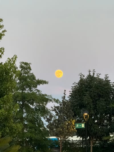 The image captures a bright yellow full moon high in a hazy, pale gray sky. The moon is centrally located in the upper portion of the frame. The foreground is dominated by lush green trees, with the leaves of a lighter green, feathery tree on the left and darker, fuller foliage of larger trees on the right and in the middle. A black lamppost with an illuminated lantern stands to the right of center, featuring a green exit sign with a running figure and an arrow pointing to the right. In the background, behind the trees, a segment of a building with blue and white elements is visible, along with some dark green bushes and hints of power lines. The scene appears to be outdoors, possibly in a park or residential area, given the presence of streetlights and landscaping. The overall impression is one of twilight or an overcast day, with the bright moon creating a striking contrast against the muted sky and dense greenery. This scene is located in Majadahonda, Spain.
