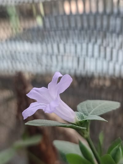 This is a close-up, eye-level photograph of a single, light purple flower with delicate, translucent petals. The flower is in focus and is the primary subject, positioned slightly off-center to the left. Its trumpet-like shape is visible, with a slightly fuzzy texture along the edges of the petals. A single green leaf is attached to the stem below the flower and is also in focus. The background is soft and blurred, with a textured, striped pattern that appears to be a shaded, outdoor structure, possibly a woven screen or fence. The overall lighting suggests it is daytime, with diffused light that highlights the flower's delicate structure. The blurred background and close-up view create a sense of intimacy and focus on the natural beauty of the flower. No people or text are visible in the image. The location context of Blang Cut, Indonesia, suggests a tropical or subtropical environment where such flora might be found.
