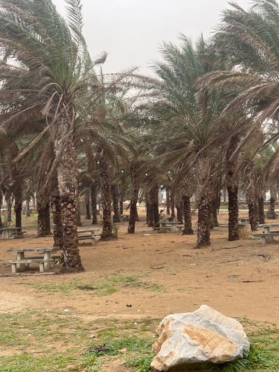 This image depicts a palm grove or park area under an overcast sky in Jisr az-Zarqa, Israel. Numerous palm trees, characterized by tall, textured trunks and a mix of green and desiccated fronds, occupy the scene from the foreground to the background. Small, white, spherical objects are affixed to the trunks of several palm trees in the midground and background. Multiple weathered concrete picnic tables with integrated benches are dispersed throughout the grove. The ground consists primarily of dry, light-brown soil with sparse patches of green vegetation and some visible debris. A large, irregularly shaped, light-colored rock with orange-brown streaks is prominent in the lower right foreground. No individuals are present in the image.