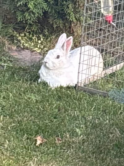 The image shows a fluffy white rabbit in an outdoor enclosure. The rabbit is white with pink ears and a dark eye. It is looking up and to the left. The enclosure appears to be made of wire mesh and is placed on grass. There is a water bottle with a red spout inside the enclosure. The background is a mix of green grass and some greenery, possibly bushes or small trees. The lighting suggests it is daytime, and there are a few fallen leaves on the grass, indicating it might be autumn. The overall impression is of a domestic animal in a yard.