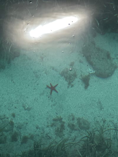 This overhead shot captures a serene underwater scene in a shallow coastal area. The primary subject is a reddish-brown starfish, clearly visible on the sandy seabed, positioned slightly to the right of the image center. The seabed itself is a light, somewhat muted green-blue, indicative of clear water and a sandy bottom. Scattered across the sand are small rocks and patches of darker material, possibly algae or small clusters of seagrass, particularly denser along the right edge of the frame.
The water is remarkably clear, allowing for a good view of the bottom. A prominent feature is the intense, bright reflection of sunlight on the water's surface in the upper left quadrant, creating a strong glare. This reflection also reveals small ripples and several air bubbles floating on or just beneath the surface. The overall impression is one of calm, shallow waters under bright sunlight. There are no people or visible text in the image. Given the context, this scene is likely from the coastal waters of Datça, Turkey.