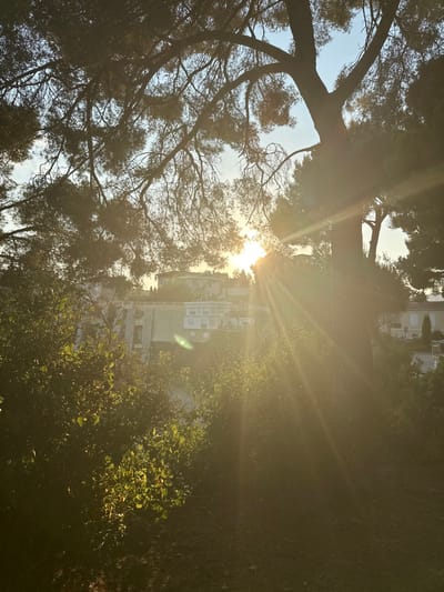 The image shows a view through trees and foliage towards a building in the distance. The sun is shining brightly, creating lens flares and obscuring some details. The trees in the foreground have bare branches, while other plants are green and leafy. The building appears to be a light color and is surrounded by greenery. The image is oriented vertically.