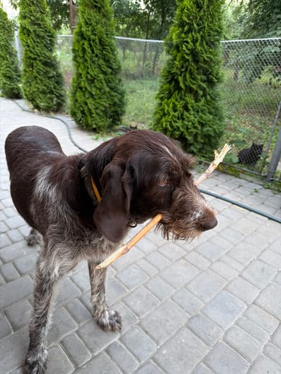 A brown and white wirehaired dog is standing on a paved patio, holding a stick in its mouth. The dog is facing to the right, and its body is partially turned towards the left. In the background, there are several evergreen trees and a chain-link fence. A black cat is visible behind the fence. The scene appears to be a backyard in Kamianka-Buzka, Ukraine.