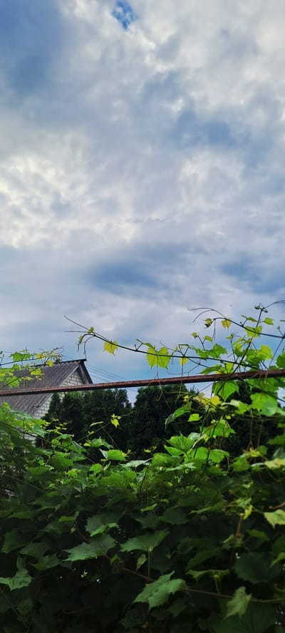 The image shows a cloudy sky above a residential area in Trostyanets, Ukraine. In the foreground, grapevines with green leaves are growing on a rusty metal trellis. Behind the vines, a brick house with a gray tiled roof is visible, partially obscured by dark green evergreen trees. The sky is filled with a mix of white and gray clouds, suggesting overcast or approaching rain. The overall scene depicts a quiet, rural or suburban setting.