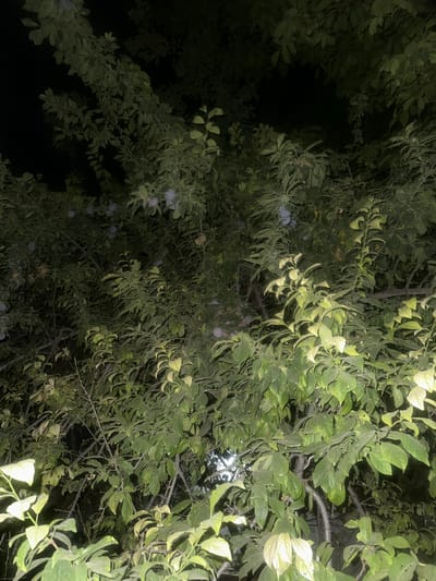 This media file depicts a close-up view of a tree laden with fruit, likely plums, set against a dark, nighttime background. The scene is dimly lit, with some branches and leaves illuminated by an external light source, possibly a flashlight or street lamp. The illumination highlights the lush green foliage and reveals the presence of numerous round, purplish fruits hanging from the branches. The fruits are scattered throughout the tree, with some appearing in clusters and others more sparsely distributed.
The overall impression is one of abundance and nature's bounty, though the darkness and artificial lighting create a slightly eerie or mysterious atmosphere. The leaves are varied in their presentation; some are fully lit and bright green, while others are in shadow and appear darker, creating a play of light and dark across the canopy. The branches themselves are visible as dark, woody structures weaving through the leaves.
The location context of Samarkand, Uzbekistan, suggests this might be a fruit tree in a garden, orchard, or even a street in the city or its surroundings. The time of day is clearly night, due to the deep shadows and the illumination strategy. No specific activity or event is discernible; the image appears to be a still capture of the tree at a particular moment. There is no visible text within the media file. The emotional tone is neutral, focusing on the visual elements of the natural scene.