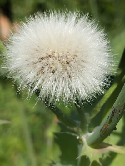 This is a close-up, eye-level, vertical, outdoor photograph of a fluffy white seed head, possibly from a thistle or dandelion. The seed head is the primary subject, filling most of the frame. It is spherical and appears to be in the process of dispersing its seeds, with many fine, white filaments extending outwards. The center of the seed head shows a darker, more intricate structure where the seeds are attached. The background is a blur of green foliage, suggesting a natural outdoor setting like a meadow or garden. On the right side of the frame, a green stem of the plant is visible, with some small brown or black insects clustered on it, possibly aphids. There is also some discoloration or damage on the stem. The lighting suggests it is daytime, with natural sunlight illuminating the fluffy seed head, making its filaments appear bright and almost translucent in places. The overall impression is one of natural beauty and the quiet process of plant reproduction, with a hint of the microscopic life that inhabits the plant. No people are visible, and there is no visible text. The location context is Voroshylivka, Ukraine.